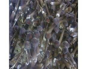 珍惜 黑皮雞樅菌 人工培殖