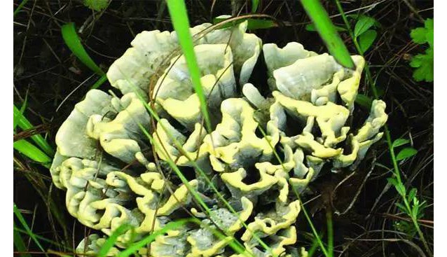 云南十大知名野生菌！你吃過(guò)幾種？