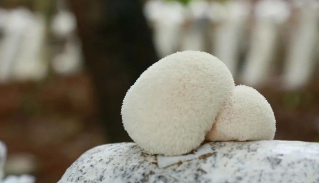 貴州省六盤(pán)水市六枝特區(qū)：鴻霖山食用菌基地猴頭菇迎來(lái)采摘季
