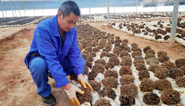 浙江省慶元縣方格藥業(yè)食用菌基地灰樹(shù)花迎來(lái)采收旺季