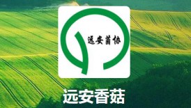 遠(yuǎn)安香菇 湖北省優(yōu)勢特色農(nóng)產(chǎn)品板塊基地  國家級(jí)出口食用菌質(zhì)..
