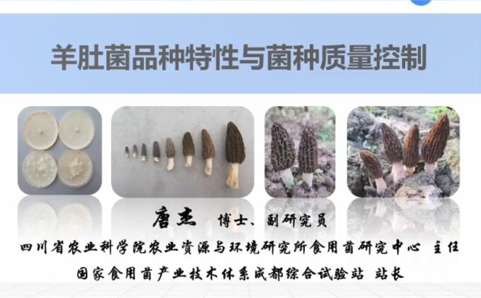 羊肚菌品種特性及品質(zhì)控制，羊肚菌高效栽培技術(shù)-唐杰老師