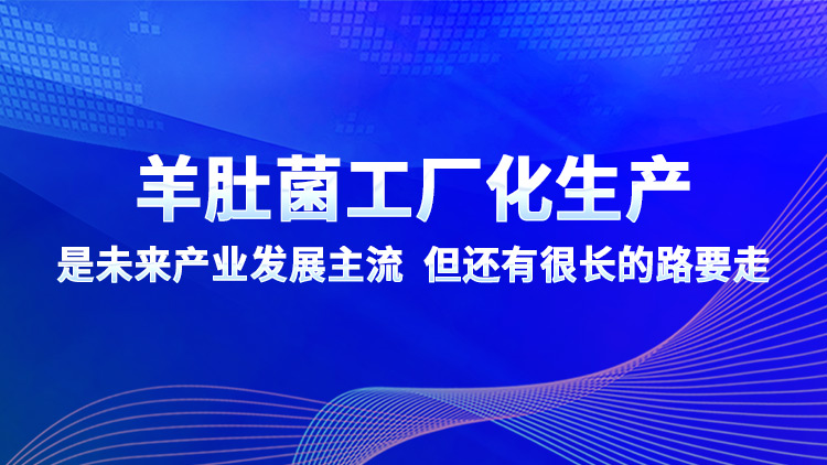 羊肚菌工廠化生產(chǎn)是未來產(chǎn)業(yè)發(fā)展主流 但還有很長的路要走