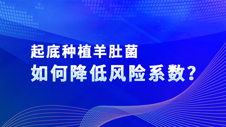 起底種植羊肚菌如何降低風(fēng)險(xiǎn)系數(shù)？