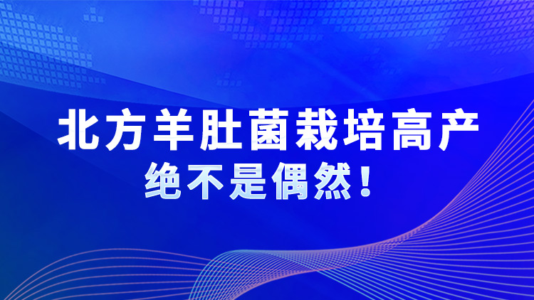 北方羊肚菌栽培高產(chǎn)絕不是偶然！