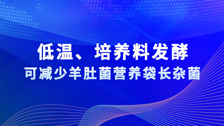 低溫、培養(yǎng)料發(fā)酵可減少羊肚菌營養(yǎng)袋長雜菌