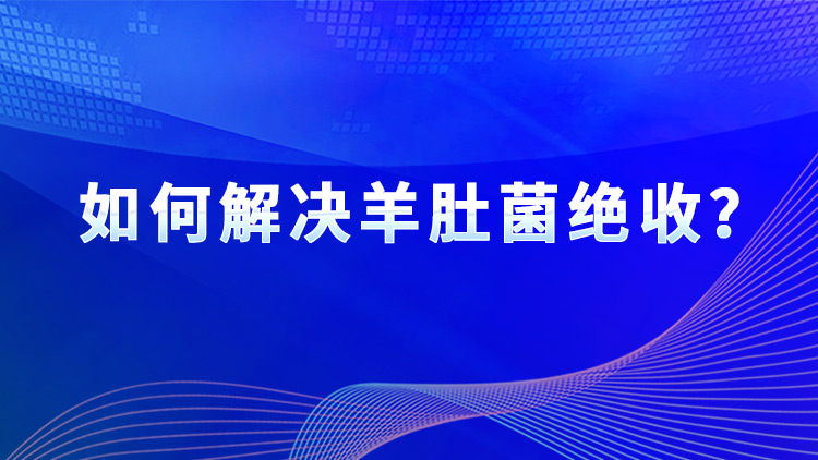 如何解決羊肚菌絕收？