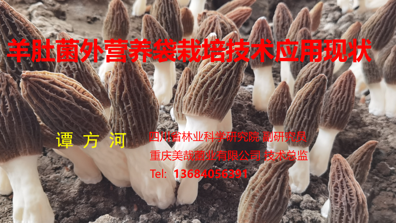 羊肚菌外營養(yǎng)袋栽培技術(shù)應(yīng)用現(xiàn)狀