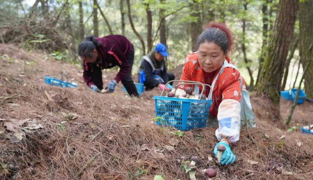貴州貴陽白云區(qū)：黨組織引領發(fā)展食用菌，促農(nóng)增收