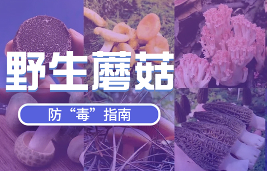 野生蘑菇，防毒指南
