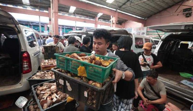 云南野生菌市場(chǎng)：每年野生菌上市量約300噸