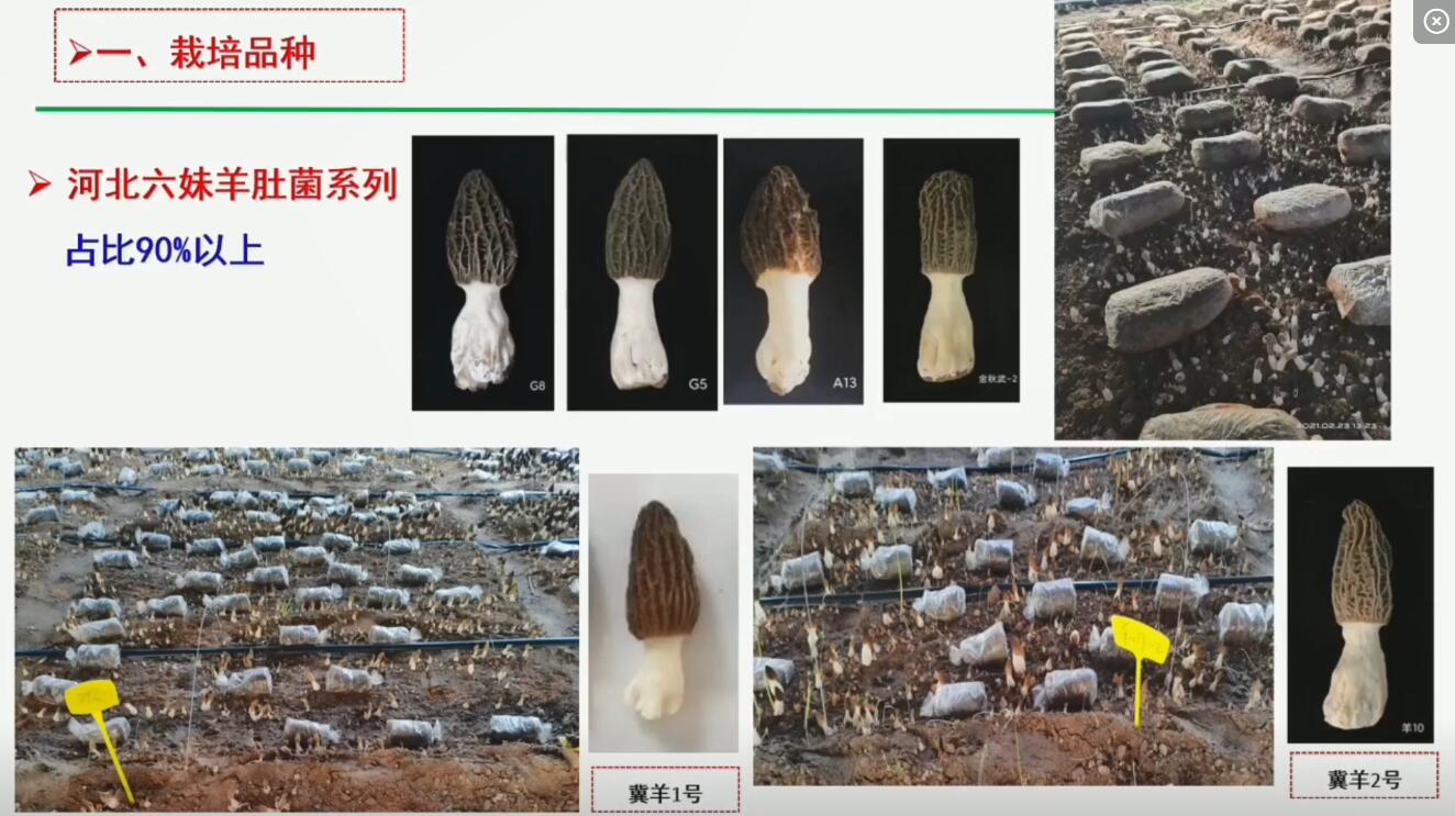 李守勉-北方設施羊肚菌高產(chǎn)關(guān)鍵技術(shù)與問題解析