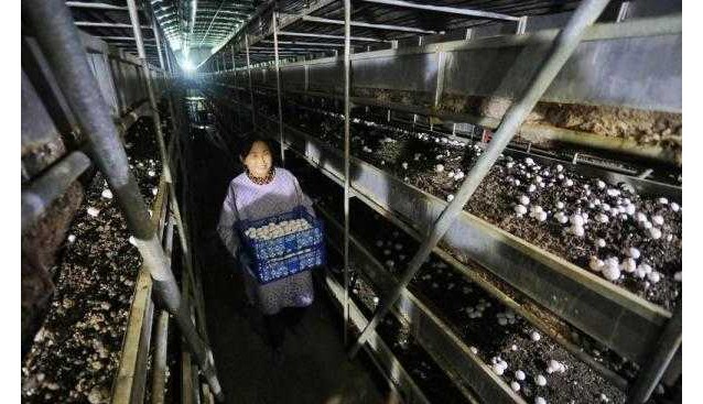 山東泰安：300多畝生產(chǎn)基地，年產(chǎn)雙孢菇4000多噸