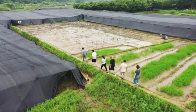 福建順昌縣：農(nóng)技人員指導(dǎo)竹蓀種植戶(hù)恢復(fù)生產(chǎn)
