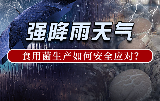 強雨天氣，食用菌生產(chǎn)如何安全應(yīng)對？