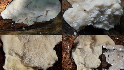 1克能苦106浴缸水！蘑菇中發(fā)現(xiàn)了有史以