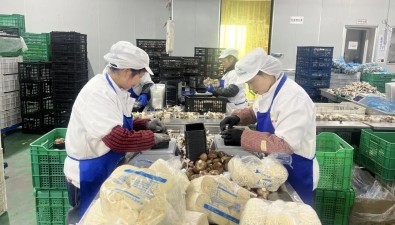 永大菌業(yè)：暢通銷(xiāo)售渠道