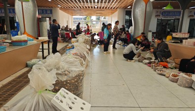 白蔥菌價格較高！云南南華本地野生菌“搶鮮”上市