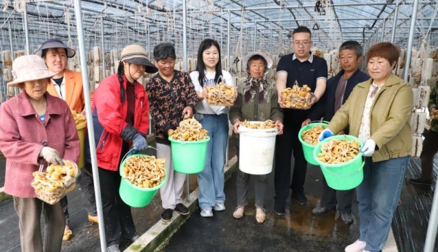 甘肅武山樺林鎮(zhèn)食用菌示范園菌菇采收，村集體增收超30萬元
