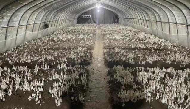 千菇園打造集“賞、采、食”于一體的食用菌種植觀光園