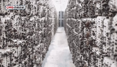 吉林汪清：黑木耳首輪收獲，種植新模式提質(zhì)增效