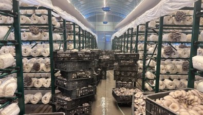 “香菇車(chē)間”變身“平菇工廠”，菌包“減肥”成功，收益劇增