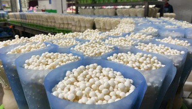 打破國外壟斷，廣東雪榕生物實現(xiàn)從“跟跑”到“領跑”