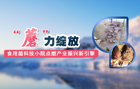 蘑力綻放 食用菌科技小院點燃產(chǎn)業(yè)振興新引擎