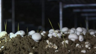 投資近億元！建成食用菌智能化基地