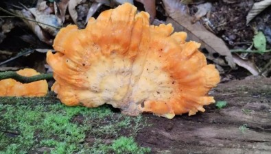 刷新紀(jì)錄！云南馬關(guān)首次發(fā)現(xiàn)硫磺菌