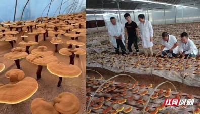 湖南省食用菌研究所選育出26個優(yōu)良品種