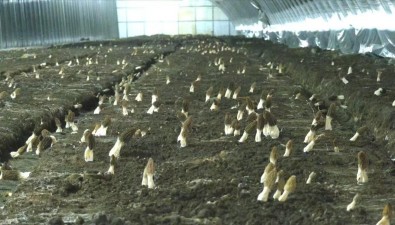 黑龍江海林市寧古村成功試種羊肚菌