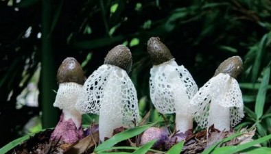 貴州織金：竹蓀常年種植面積1.6萬畝以上