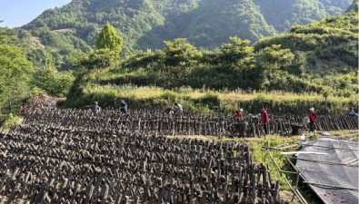 陜西鎮(zhèn)巴縣蒿坪子村發(fā)展木耳、香菇等2000多架