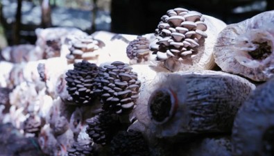 貴州威寧雪山鎮(zhèn)：平菇種植預(yù)計(jì)年產(chǎn)值3000萬(wàn)元