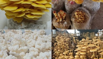 湖南省食用菌研究所多個科研成果已走進生產(chǎn)線