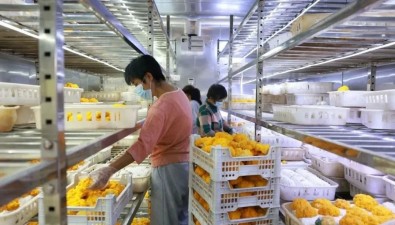 匯珍食用菌上榜全國縣級優(yōu)質(zhì)農(nóng)民田間學校名單