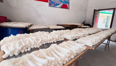 福建邵武市張厝鄉(xiāng)種植竹蓀面積約230多畝