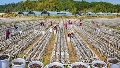 菌包成活率提升至98%以上！村企同建“共富菌”