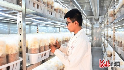 河北新河：5G智慧艙，長出珍稀食用菌