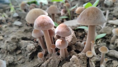葡萄林下種黑皮雞樅，“果-菌”立體種植再添新軍