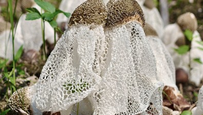 每畝效益10000-12000元，竹蓀種植基地實現(xiàn)高效栽培