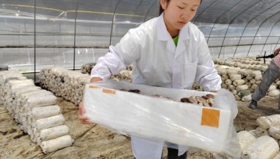技術(shù)革新、數(shù)字賦能，“錯峰上市”平菇讓菇農(nóng)收益翻倍