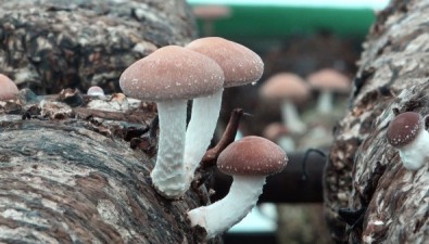 云南大姚縣：香菇獲綠色食品認(rèn)證