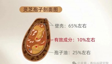 靈芝孢子粉怎么吃才有效？關(guān)鍵在“殼”！揭秘破壁與去壁區(qū)別