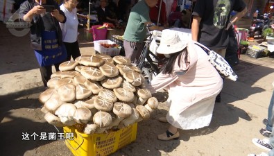 80公斤！賣出1600元！昆明現(xiàn)巨無霸“菌王”