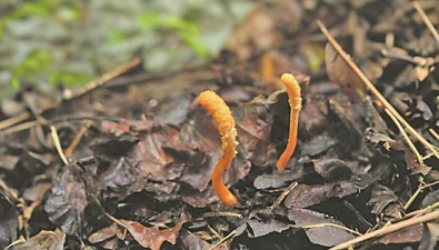 湖北襄陽(yáng)保康境內(nèi)首次發(fā)現(xiàn)北冬蟲夏草