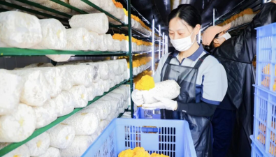安徽東至：金耳200萬(wàn)棒，產(chǎn)能規(guī)模全省領(lǐng)先