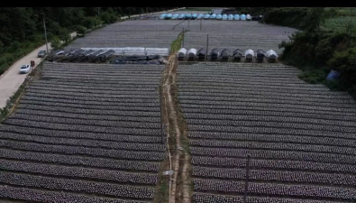 甘肅康縣：豆壩鎮(zhèn)首批6萬斤地栽木耳走出大山