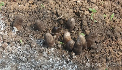 湖南邵東：仁泉新村首茬草菇破土